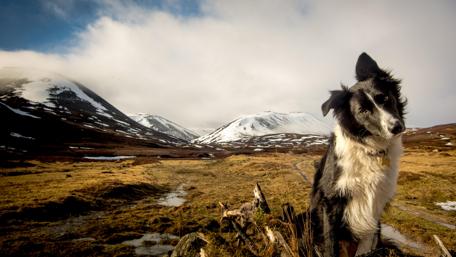 Majestic Canine Adventure in the Hills wallpaper