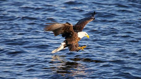 Majestic Eagle in Flight Over Water wallpaper