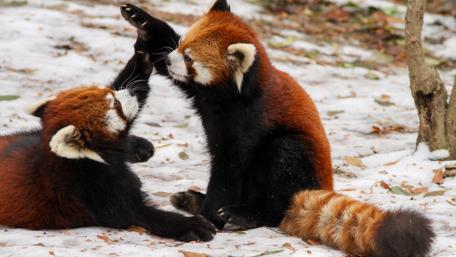 Playful Red Pandas Enjoying Winter Fun wallpaper