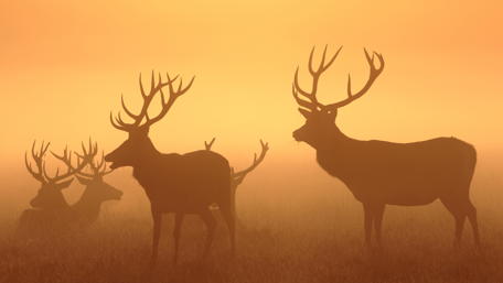 Majestic Stags in Sunrise Fog wallpaper