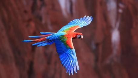 Colorful Parrot Taking Flight in Nature's Canvas wallpaper