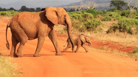 Gentle Giants Walking Together wallpaper