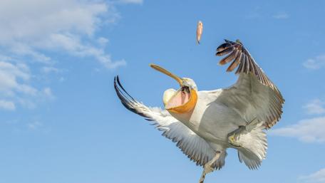 Majestic Pelican in Flight wallpaper