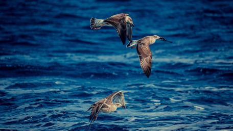 Majestic Birds in Flight Over Ocean Waves wallpaper