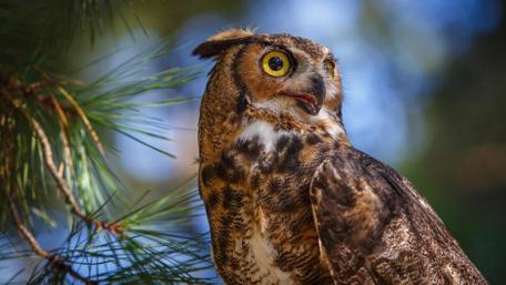 Majestic Owl in Nature's Embrace wallpaper