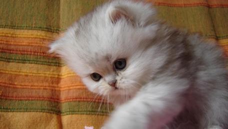 Adorable Persian Kitten Playing Softly wallpaper