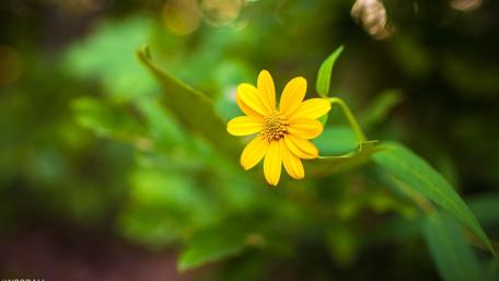 Bright Yellow Flower Against Lush Greenery wallpaper