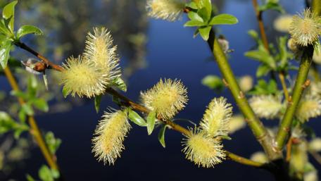 Blossoming Serenity wallpaper