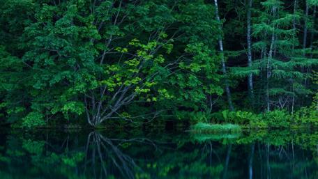 Serene Reflective Forest Scene wallpaper