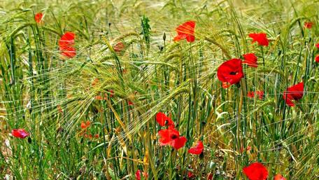 Vibrant Poppies Among Golden Grains wallpaper