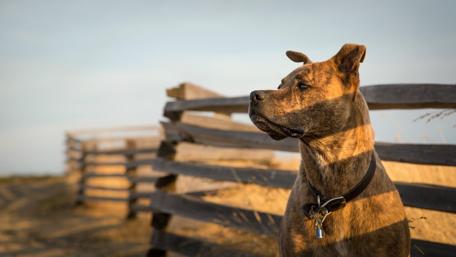 Majestic Dog by the Fence wallpaper