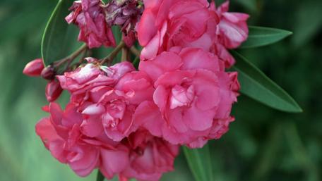 Vibrant Pink Blooms in Nature's Embrace wallpaper
