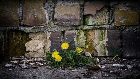 Beauty of Resilience in Nature's Embrace wallpaper