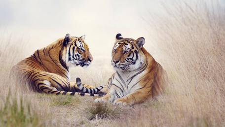 Majestic Tigers in Serenity wallpaper