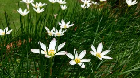 Beautiful White Lilies in Lush Greenery Wallpaper wallpaper