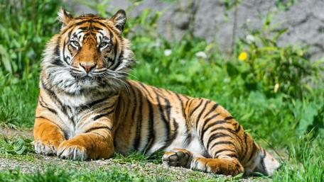 Majestic Tiger Resting in the Sunlight wallpaper