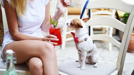 Charming Dog Enjoys a Refreshing Drink Moment wallpaper