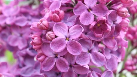 Vibrant Lilac Blooms in Full Bloom wallpaper