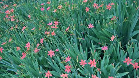 Vibrant Blooms in Full Glory wallpaper