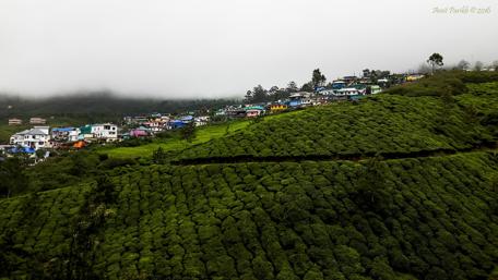 Lush Green Tea Estates in Misty Mountains wallpaper