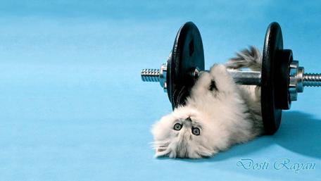 Strong Fluff Flexes Fitness Goals wallpaper