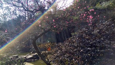 Spring Blossoms Illuminated by Nature's Beauty wallpaper