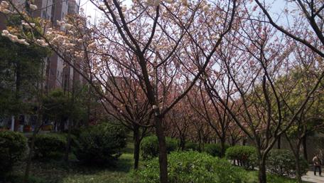 Blossoming Trees in a Serene Park Scene wallpaper