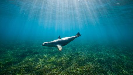 Graceful Sea Lion in Serene Waters wallpaper