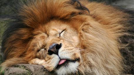 Slumbering King in Repose wallpaper