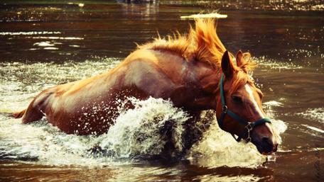 Majestic Horse Splashes in Water wallpaper