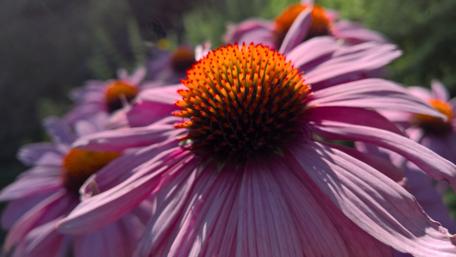 Vibrant Purple Flower Close-Up Wallpaper wallpaper