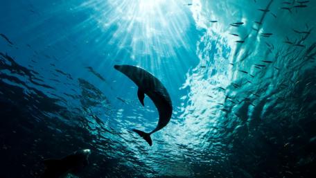 Graceful Dolphin in Sunlit Waters wallpaper