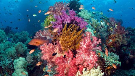 Vibrant Underwater Coral Reef Scene wallpaper