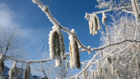 Frosted Nature's Beauty in Winter Light wallpaper