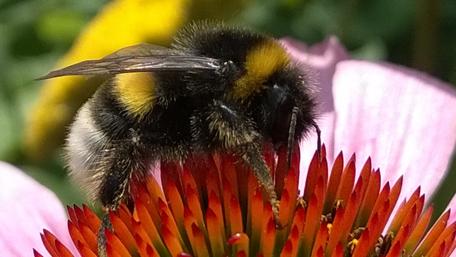 Bee on Vibrant Flower Petals wallpaper