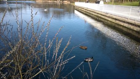 Tranquil Waters with Ducks and Swans wallpaper