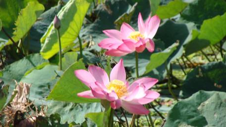 Elegant Pink Lotus Blossoms Amid Lush Greenery wallpaper