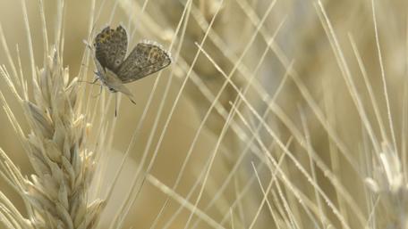 Delicate Butterfly Amongst Summer Grains Inspired by Nature's Beauty wallpaper