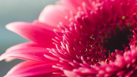 Radiant Bloom in Close-Up Photography wallpaper