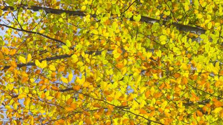 Vibrant Autumn Leaves Creating Nature's Beauty wallpaper