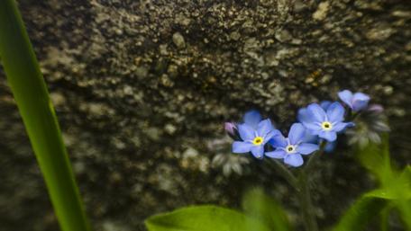 Blue Petals in Gentle Light wallpaper