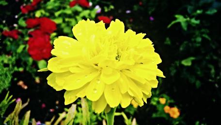 Bright Yellow Flower in Blooming Garden Scene wallpaper