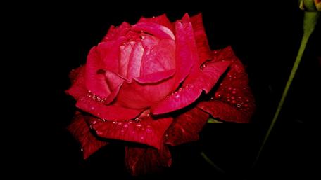 Vibrant Pink Rose Blossom in 4K Resolution wallpaper