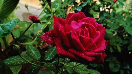 Stunning Red Rose After Rain wallpaper