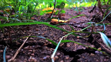 Nature's Resilience in Cracked Earth Landscape wallpaper