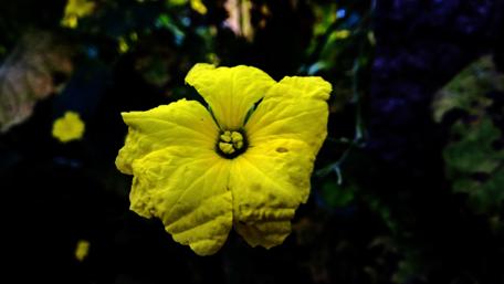 Vibrant Yellow Flower Wallpaper wallpaper