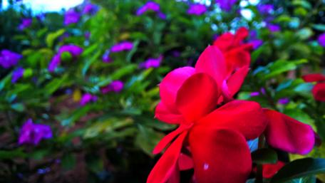 Vibrant Blossoms in Nature's Embrace wallpaper