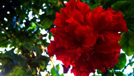 Vibrant Red Hibiscus Blooming in Nature wallpaper