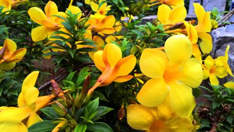 Radiant Yellow Blooms in Full Splendor wallpaper