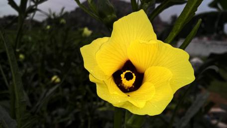 Vibrant Yellow Flower in Bloom wallpaper